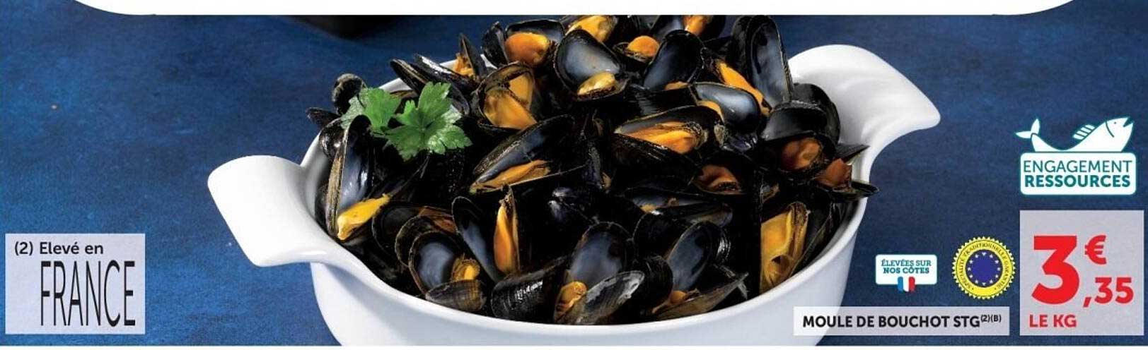 MOULE DE BOUCHOT STG(2)(B)