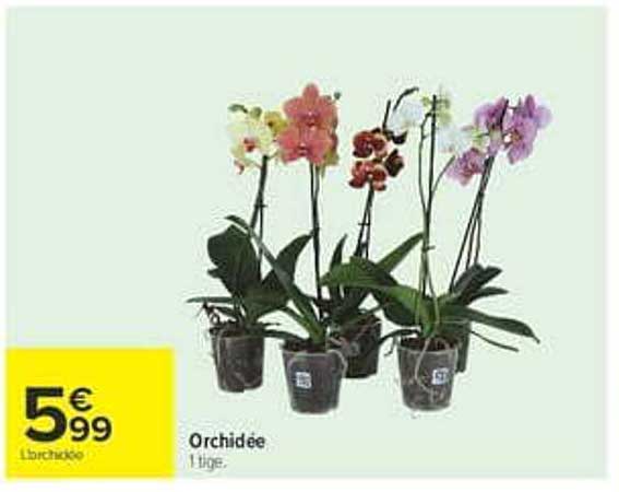 Orchidée 1 tige