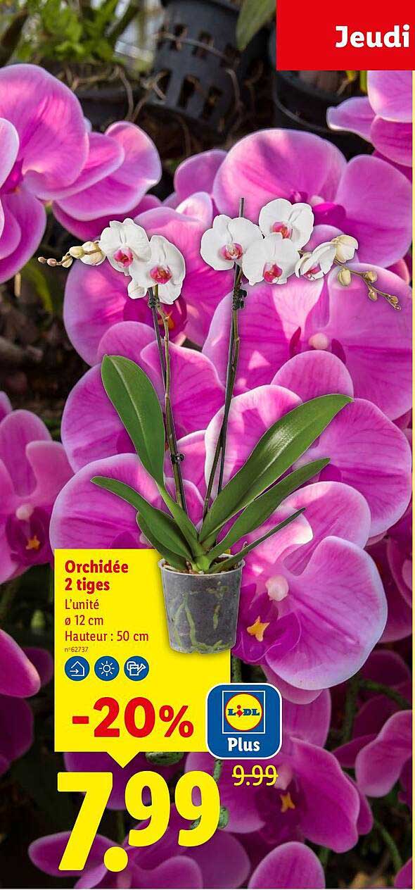 Orchidée 2 tiges