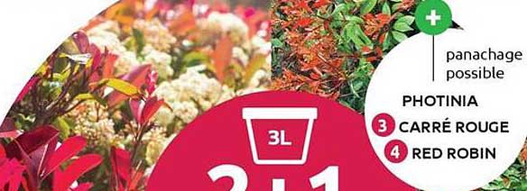 panachage possible PHOTINIA CARRÉ ROUGE RED ROBIN