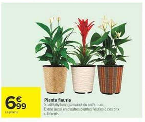 Plante fleurie