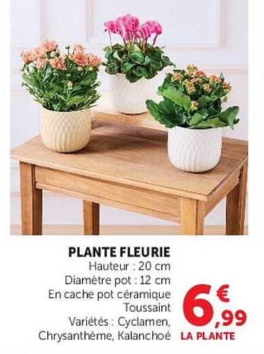 PLANTE FLEURIE