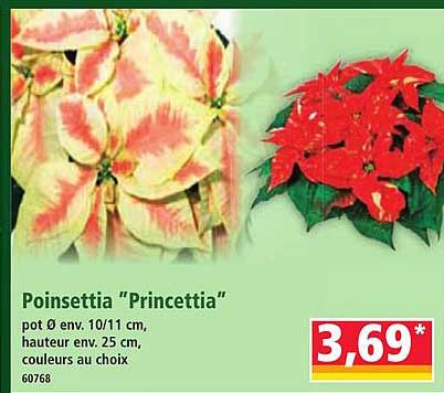 Poinsettia "Princettia"