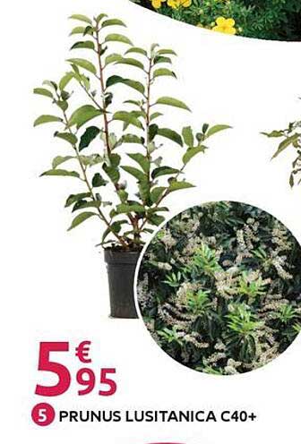 PRUNUS LUSITANICA C40+