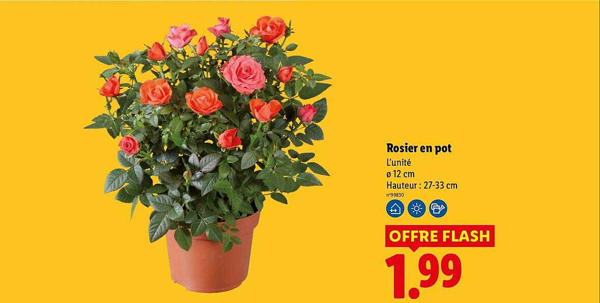 Rosier en pot