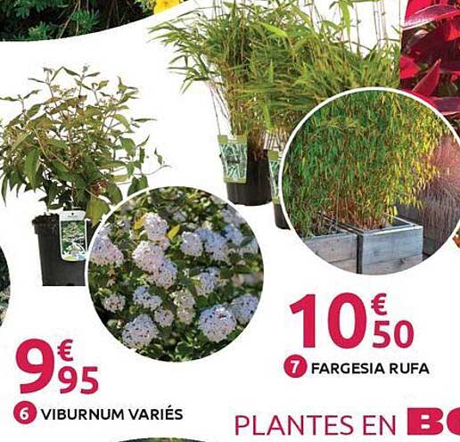 VIBURNUM VARIÉS