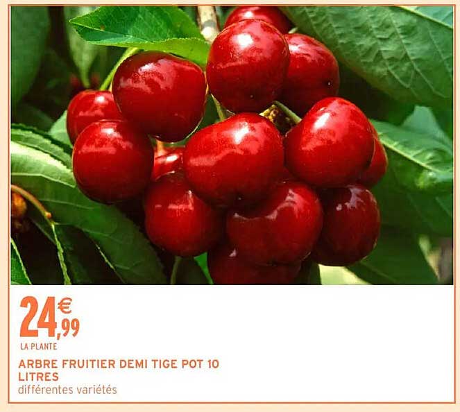 Arbre Fruitier 10 Lettresnull