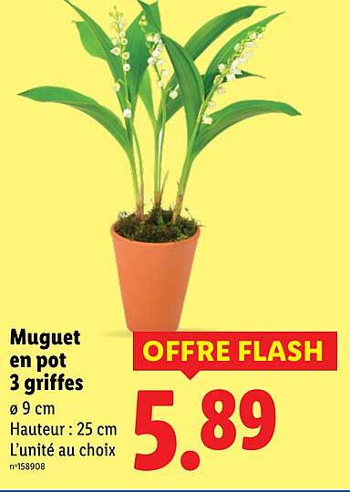Muguet en pot 3 griffes