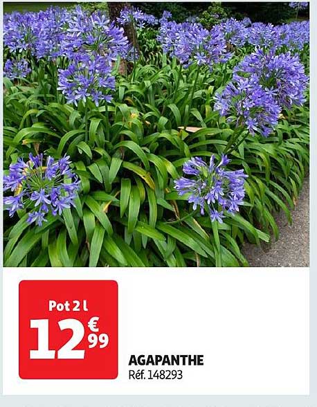 AGAPANTHE