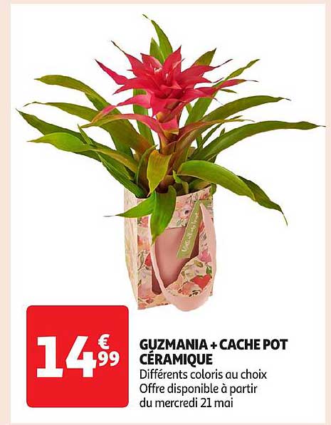 GUZMANIA + CACHE POT CÉRAMIQUE