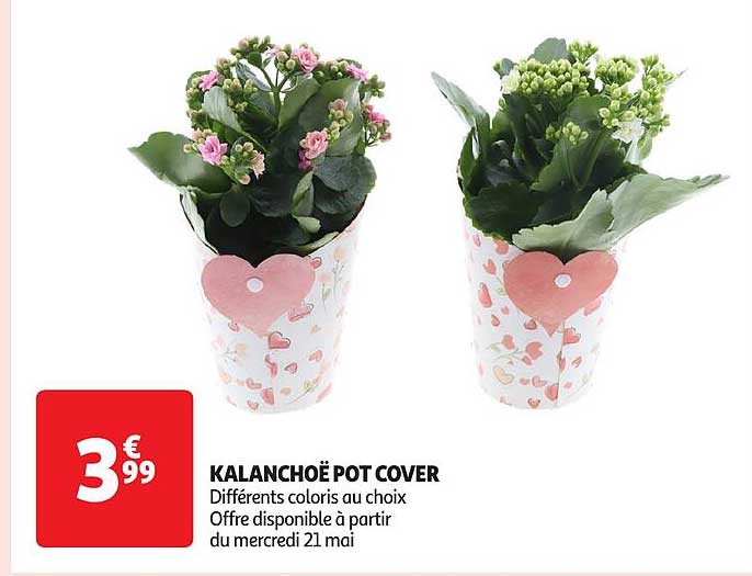 KALANCHOË POT COVER