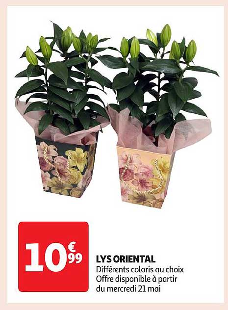 LYS ORIENTAL