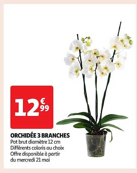 ORCHIDÉE 3 BRANCHES