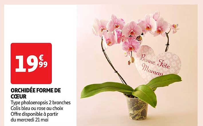 ORCHIDÉE FORME DE CŒUR