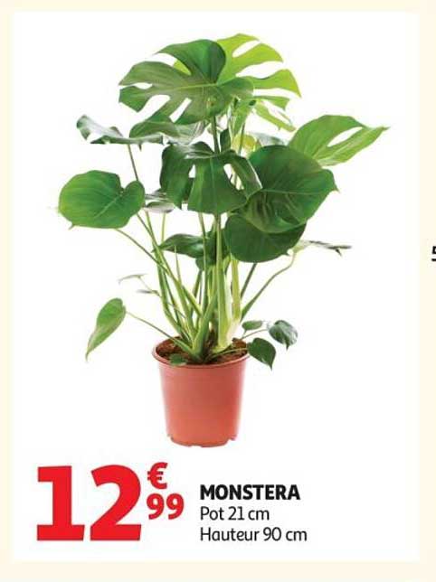 Promo Monstera Pot 21 Cm Hauteur 90 Cm chez Auchan - 123Catalogue.fr