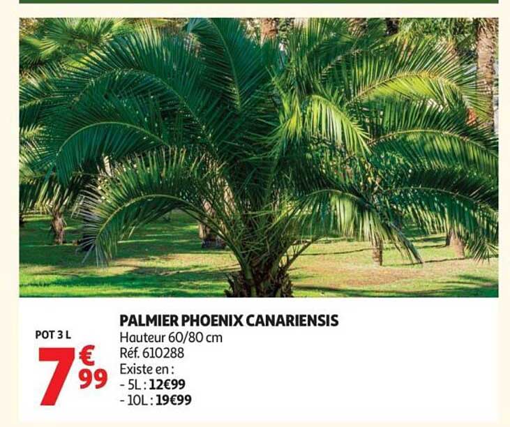 Sitemapcdatahttpkniqoocomprix Palmier Phoenix 1m50