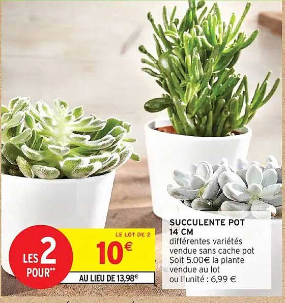 SUCCULENTE POT 14 CM