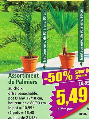 Assortiment de Palmiers