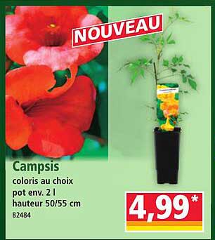 Campsis