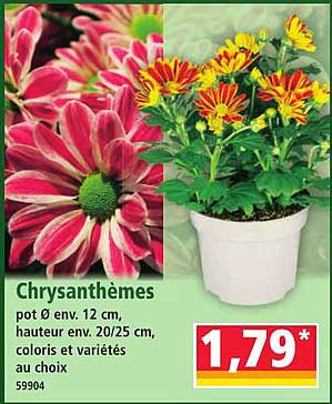 Chrysanthèmes