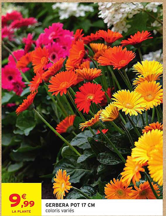 GERBERA POT 17 CM coloris variés