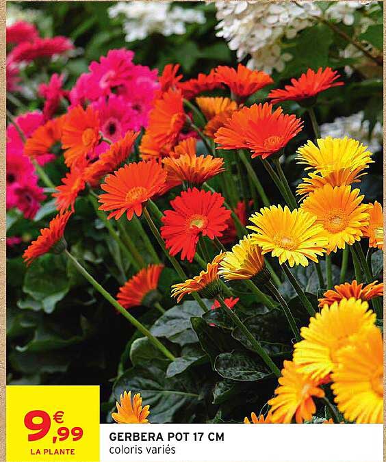 GERBERA POT 17 CM