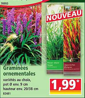 Graminées ornementales