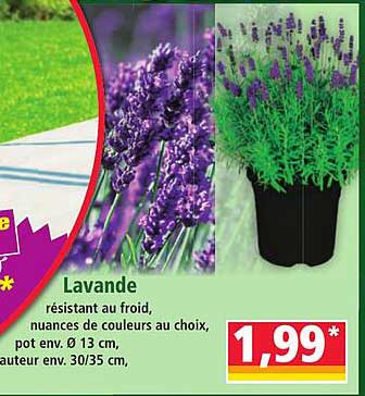 Lavande