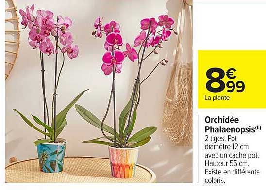 Orchidée Phalaenopsis
