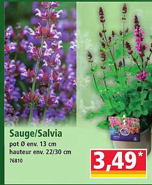 Sauge/Salvia