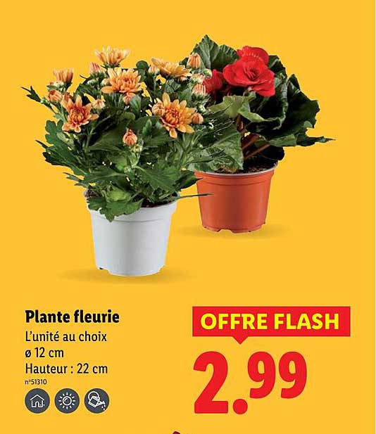 Plante fleurie