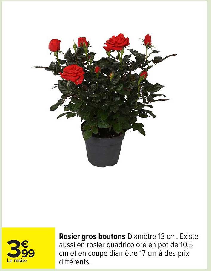 Rosier gros boutons