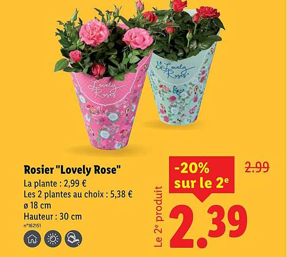 Rosier "Lovely Rose"
