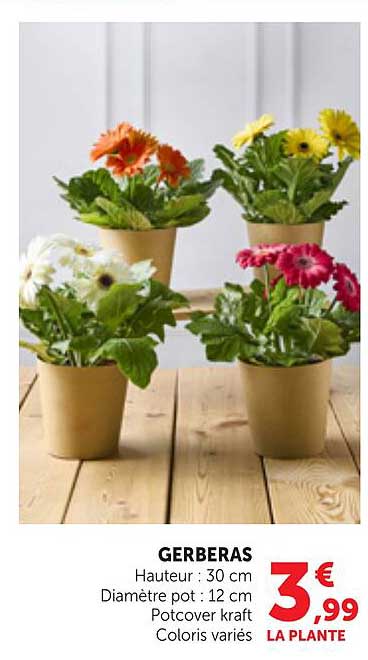 GERBERAS