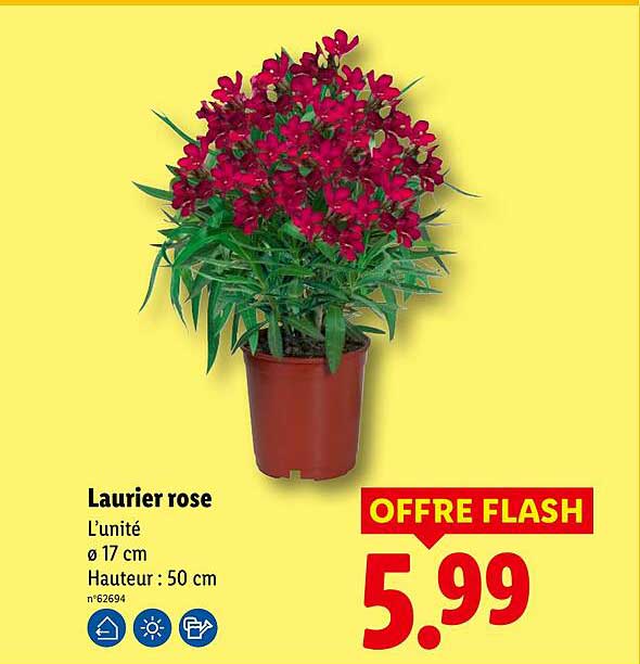 Laurier rose