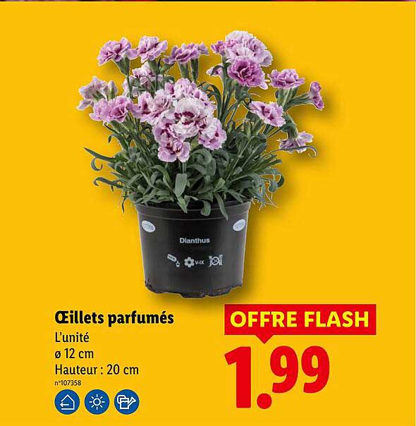Œillets parfumés