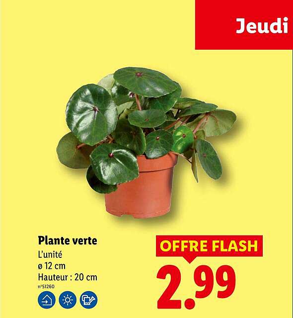 Plante verte