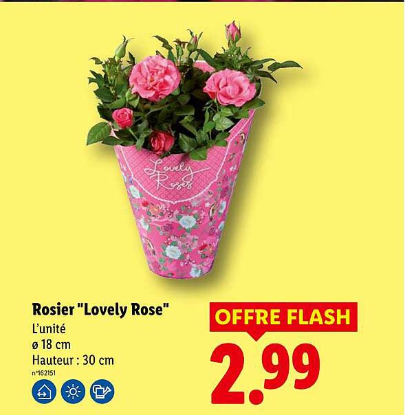 Rosier "Lovely Rose"