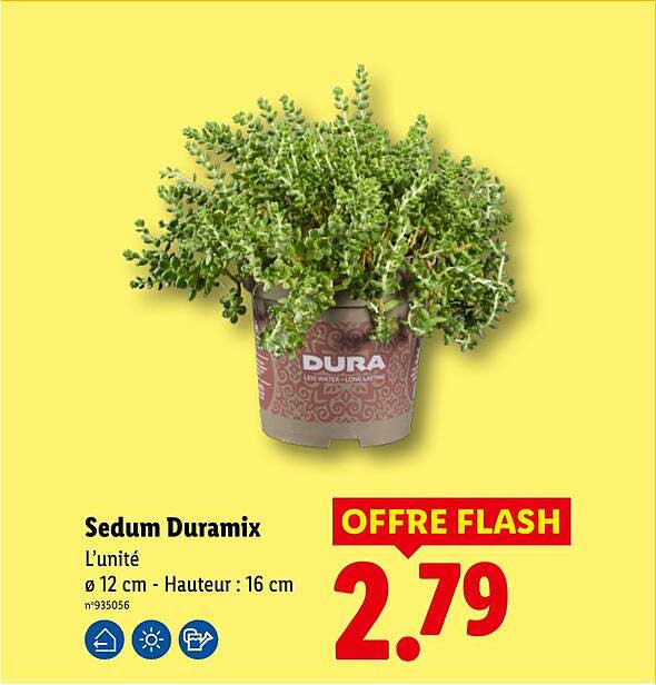 Sedum Duramix