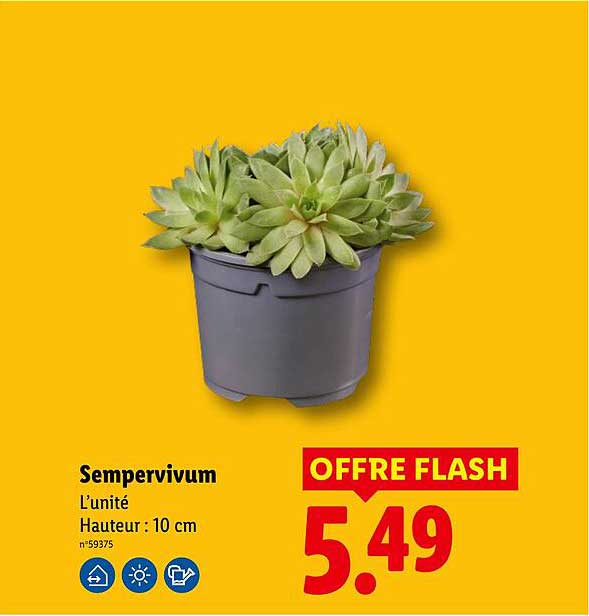 Sempervivum