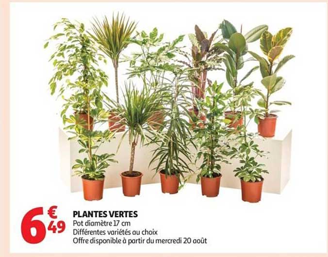 PLANTES VERTES