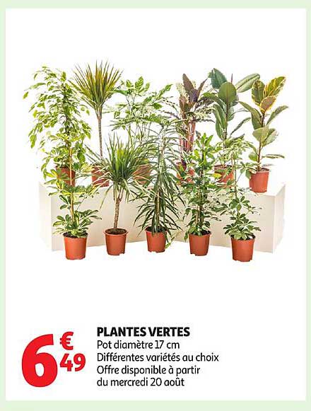 PLANTES VERTES