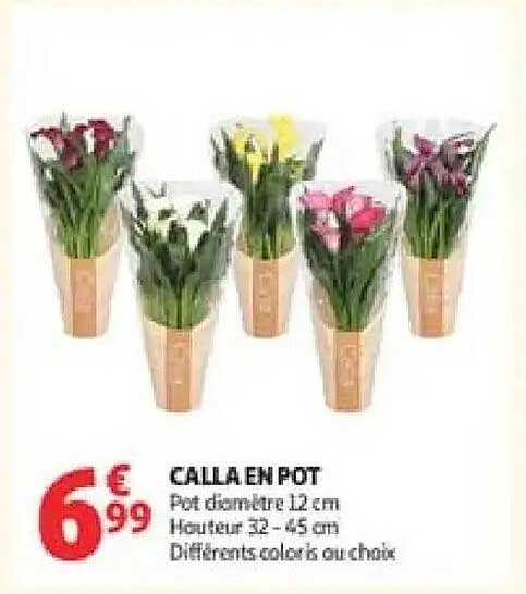 CALLA EN POT