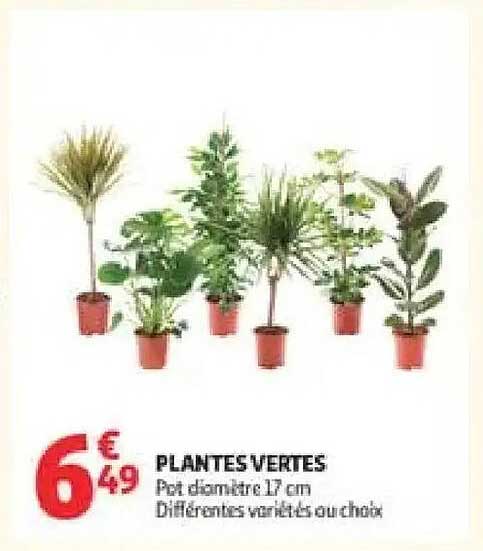 PLANTES VERTES