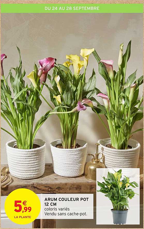 ARUM COULEUR POT 12 CM
