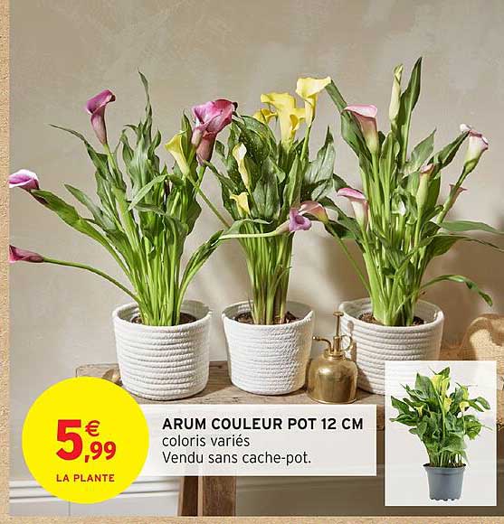ARUM COULEUR POT 12 CM