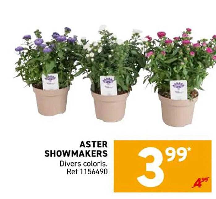 ASTER SHOWMAKERS
