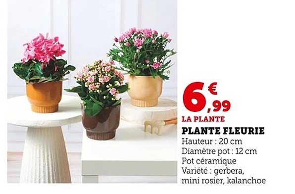 LA PLANTE FLEURIE