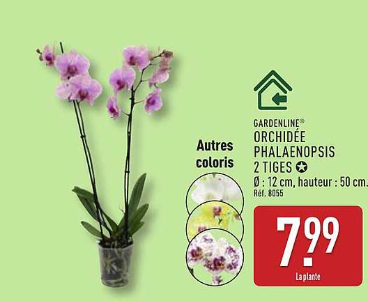 ORCHIDÉE PHALAENOPSIS 2 TIGES
