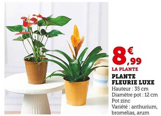 PLANTE FLEURIE LUXE